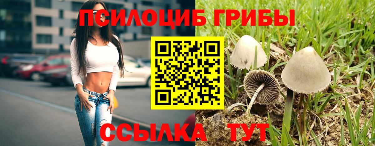 Псилоцибиновые грибы Psilocybe Туймазы